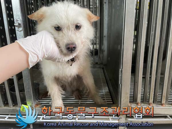 보호중 믹스견의 가…
