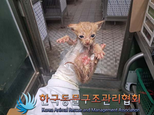 한국동물구조관리협회_441404202400392