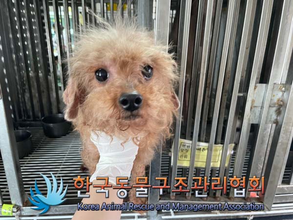 한국동물구조관리협회_441559202400876