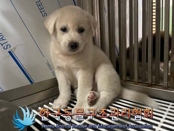 한국동물구조관리협회_441559202400875