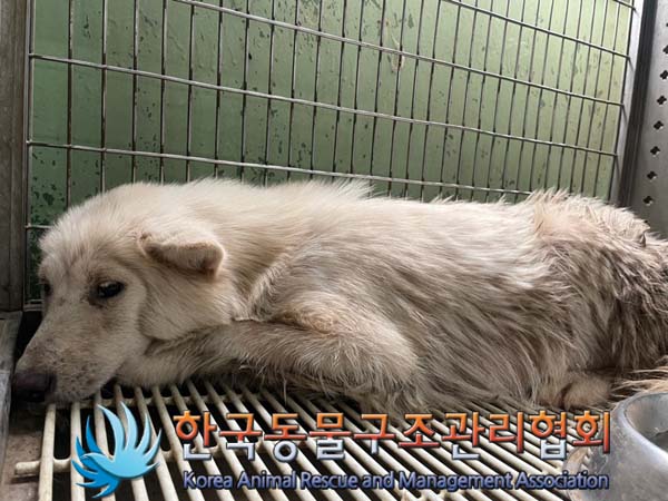 한국동물구조관리협회_441414202400595