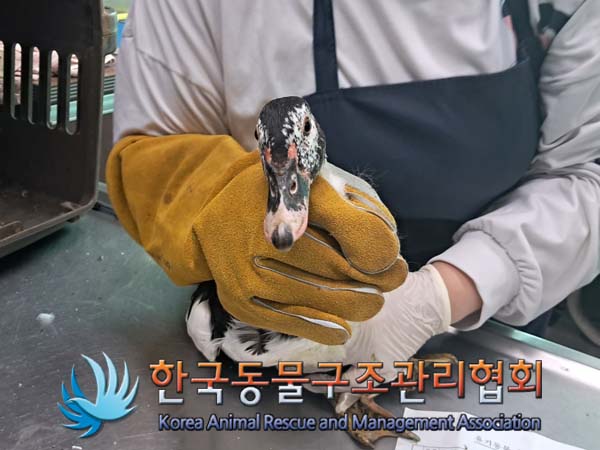 보호중 오리의 가족…