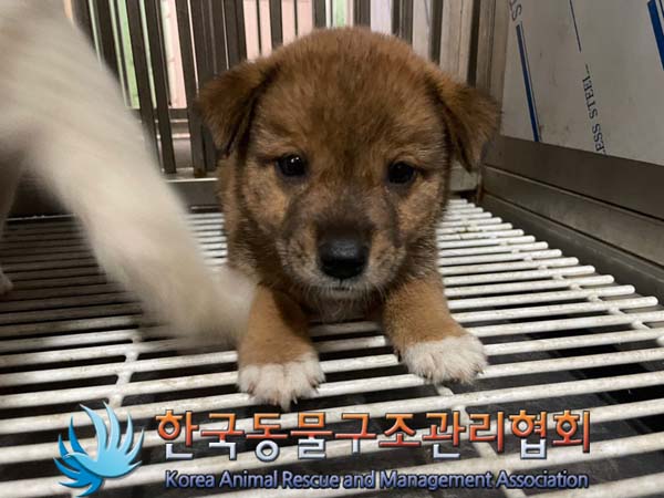 한국동물구조관리협회_441559202400874