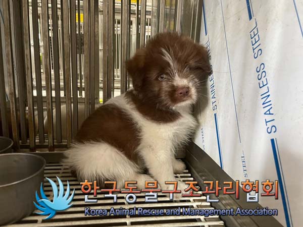 한국동물구조관리협회_441414202400594