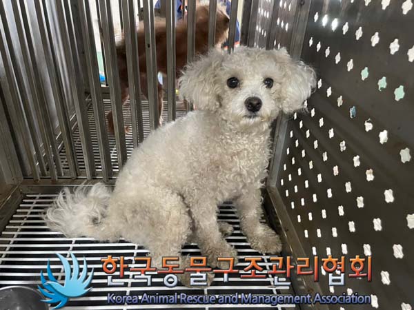 보호중 비숑 프리제…