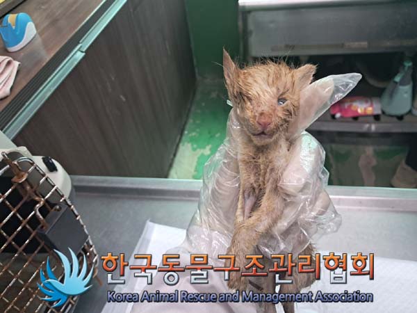 한국동물구조관리협회_441404202400394