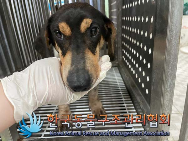 한국동물구조관리협회_441414202400591