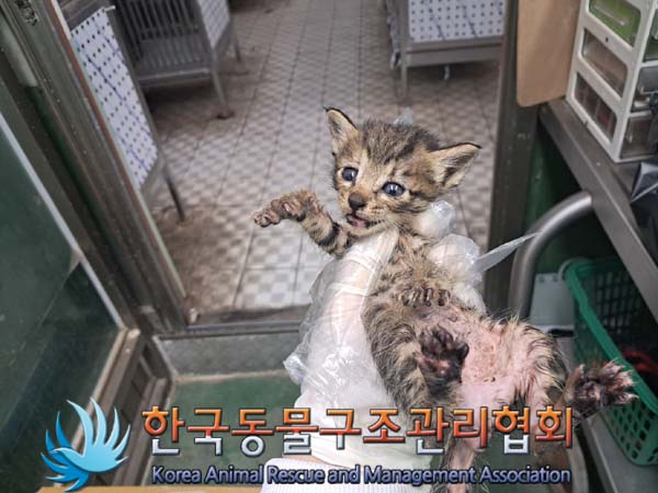 한국동물구조관리협회_441404202400393