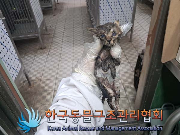 한국동물구조관리협회_441404202400395
