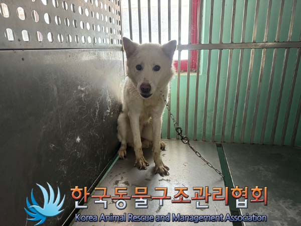 종료(안락사) 믹스…