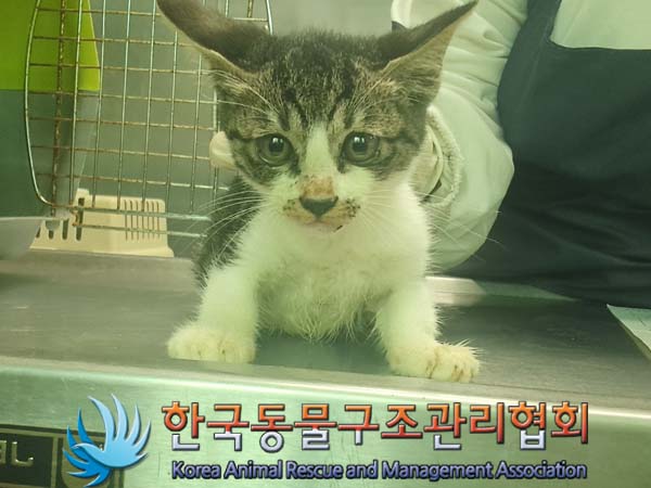 한국동물구조관리협회_411323202400841