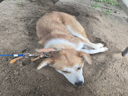 원주시동물보호센터_442419202400606