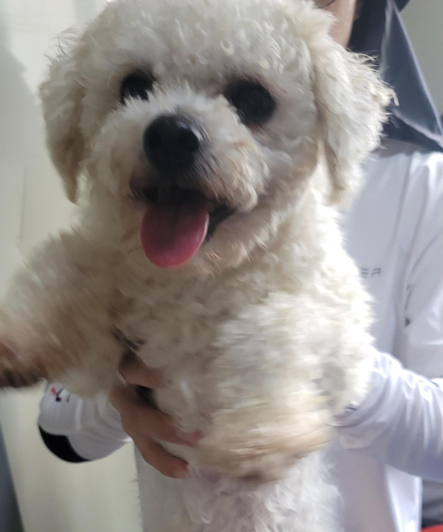 보호중 비숑 프리제…