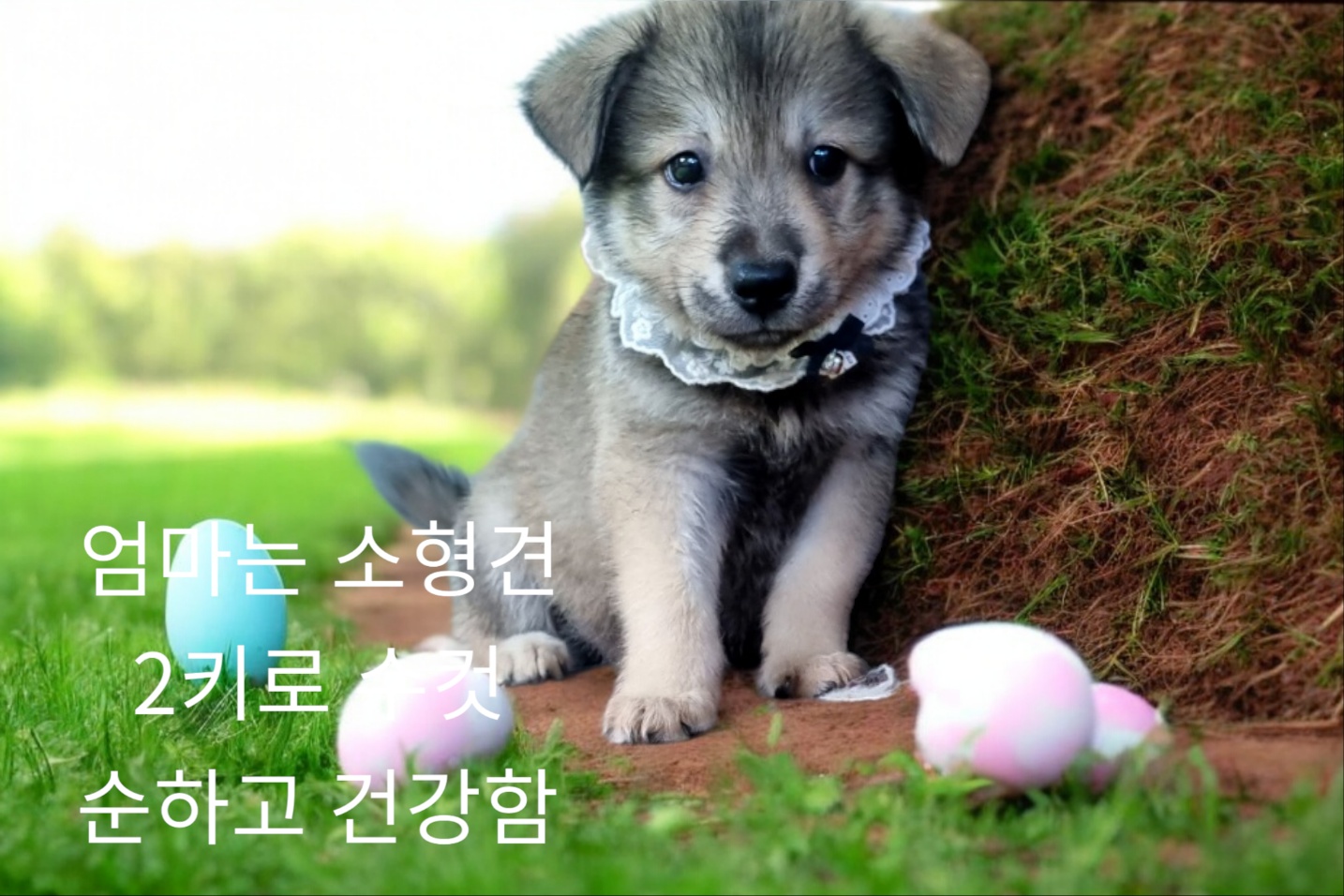 종료(입양) 믹스견…