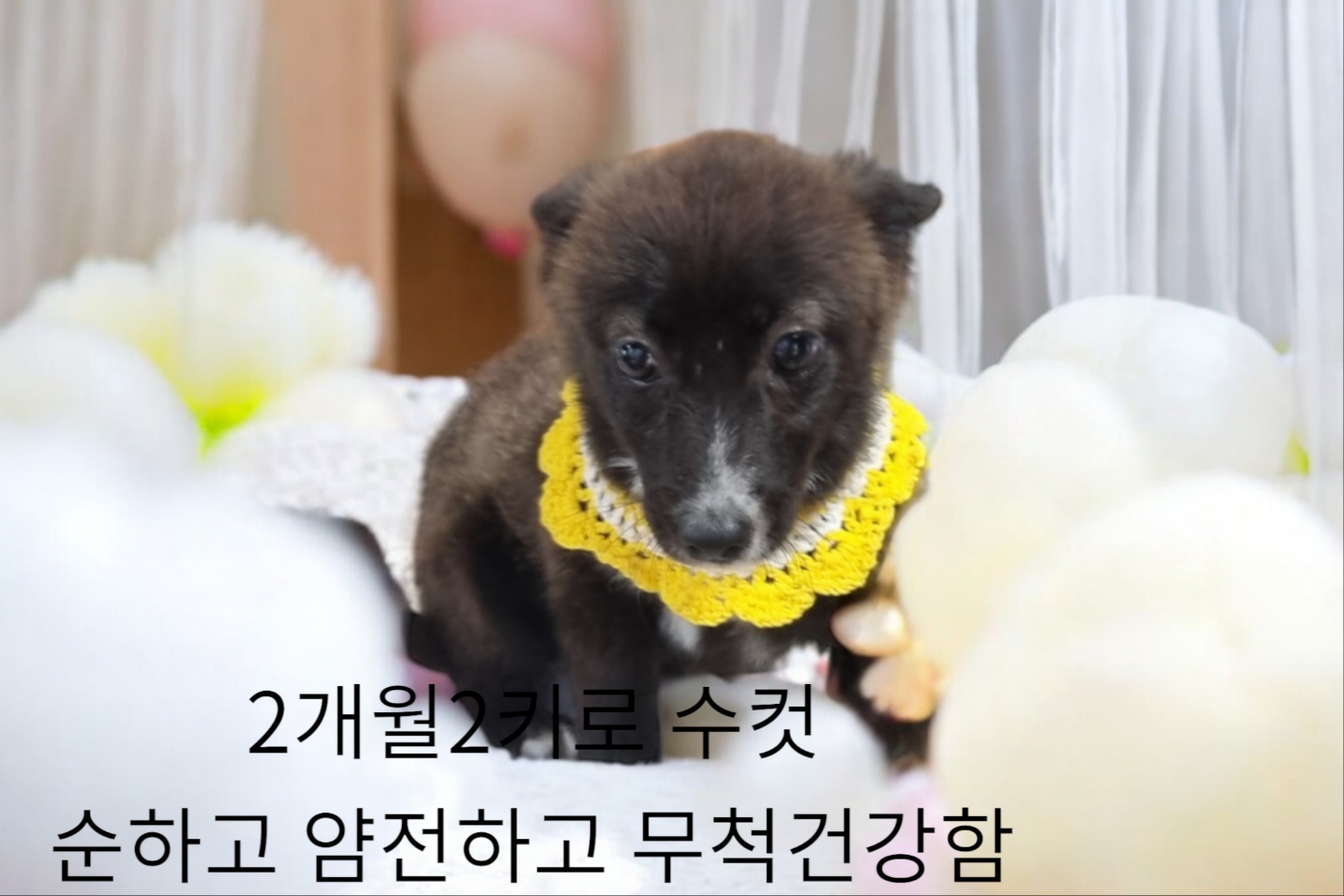 보호중 믹스견의 가…