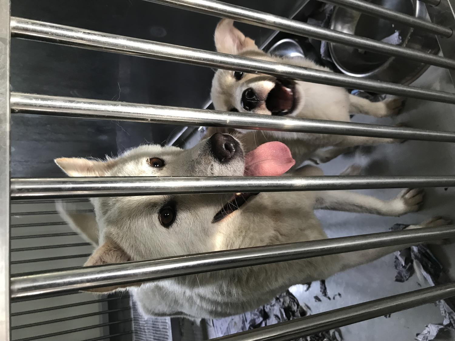 영광동물보호센터_446497202400243