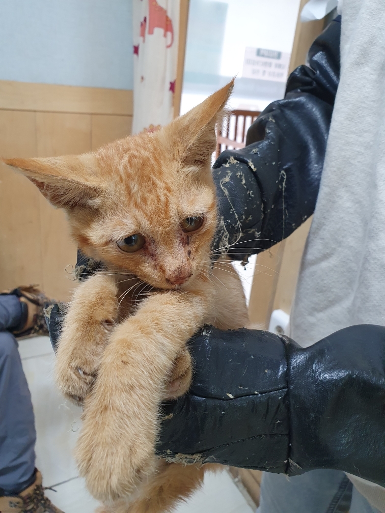 [고양이] 한국 고양이 충북-영동-2024-00150 유기동물 배경 이미지 입니다.
