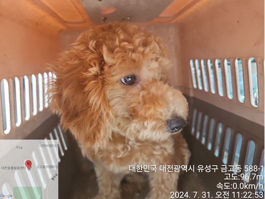[개] 미니어쳐 푸들 대전-유성-2024-00239 유기동물 배경 이미지 입니다.