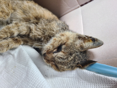 [고양이] 믹스묘 부산-수영-2024-00195 유기동물 배경 이미지 입니다.