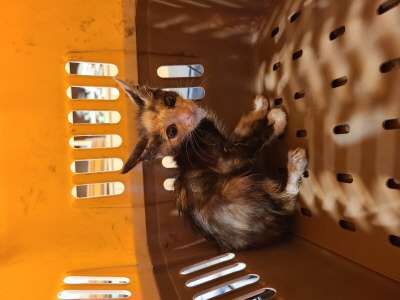 [고양이] 믹스묘 부산-해운대-2024-00282 유기동물 배경 이미지 입니다.