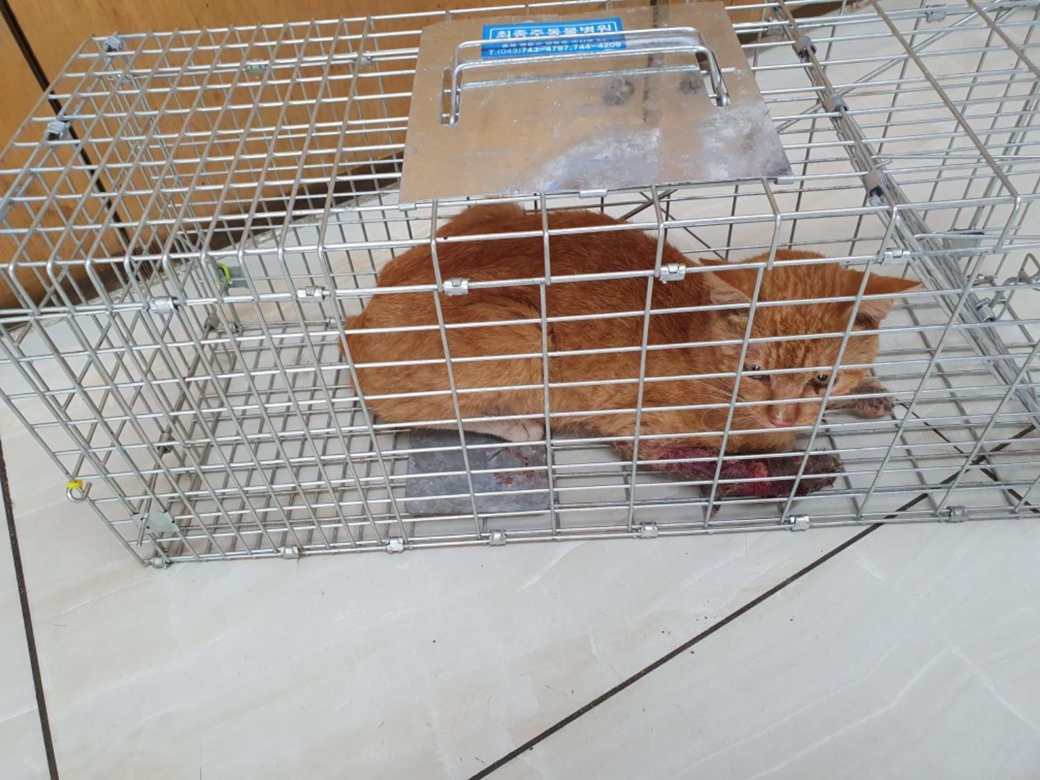 [고양이] 한국 고양이 충북-영동-2024-00152 유기동물 배경 이미지 입니다.