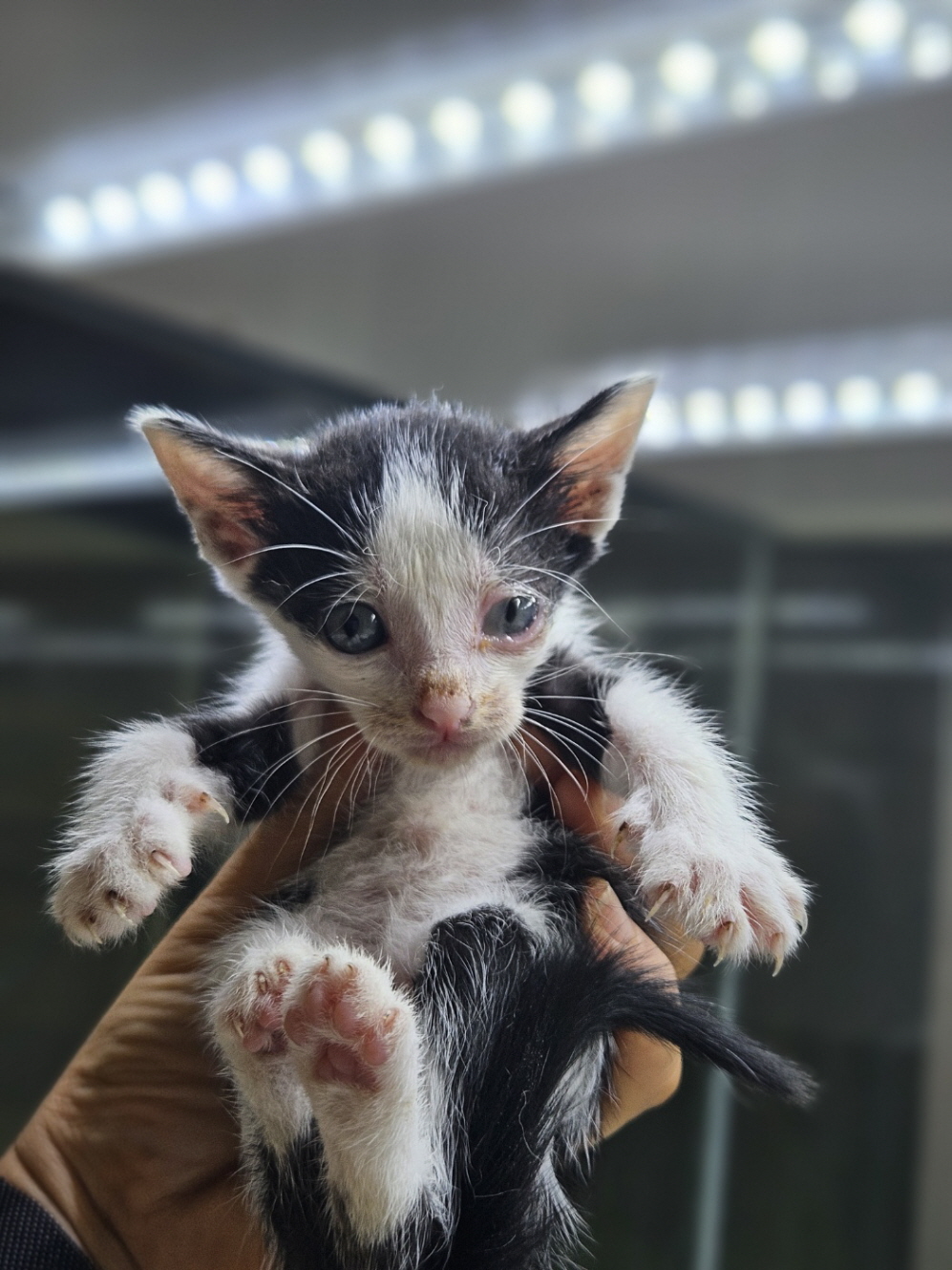 보호중 한국 고양이…