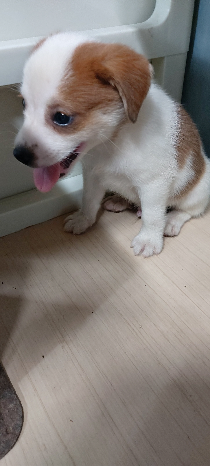보령시유기동물보호소_444451202400867