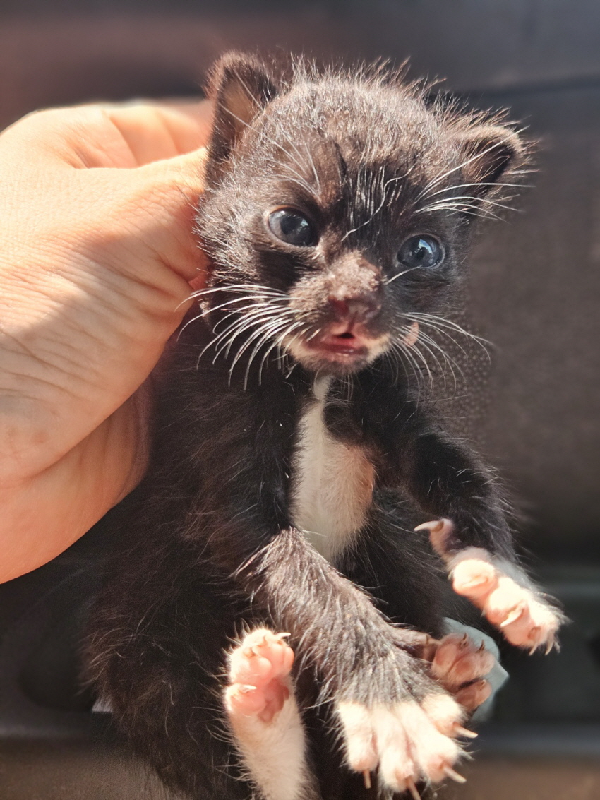 [고양이] 한국 고양이 충남-보령-2024-00435 유기동물 배경 이미지 입니다.