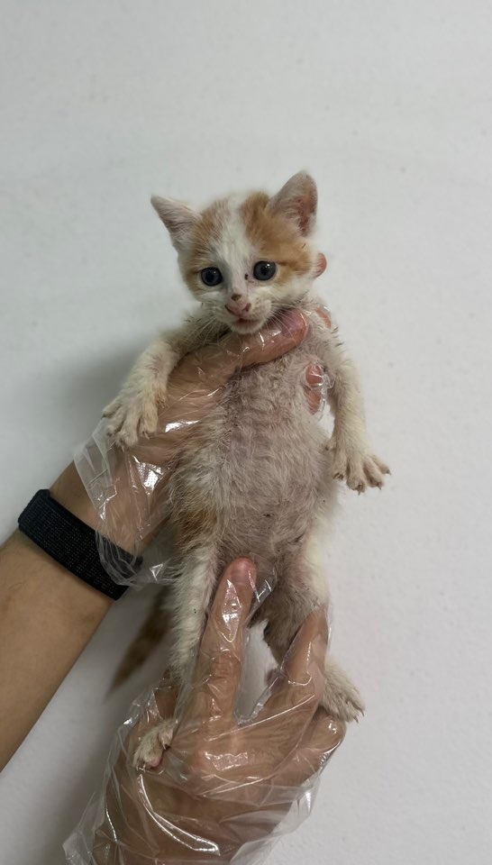 [고양이] 한국 고양이 충북-청주-2024-00650 유기동물 배경 이미지 입니다.