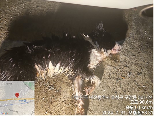 대전동물보호센터_430367202400536