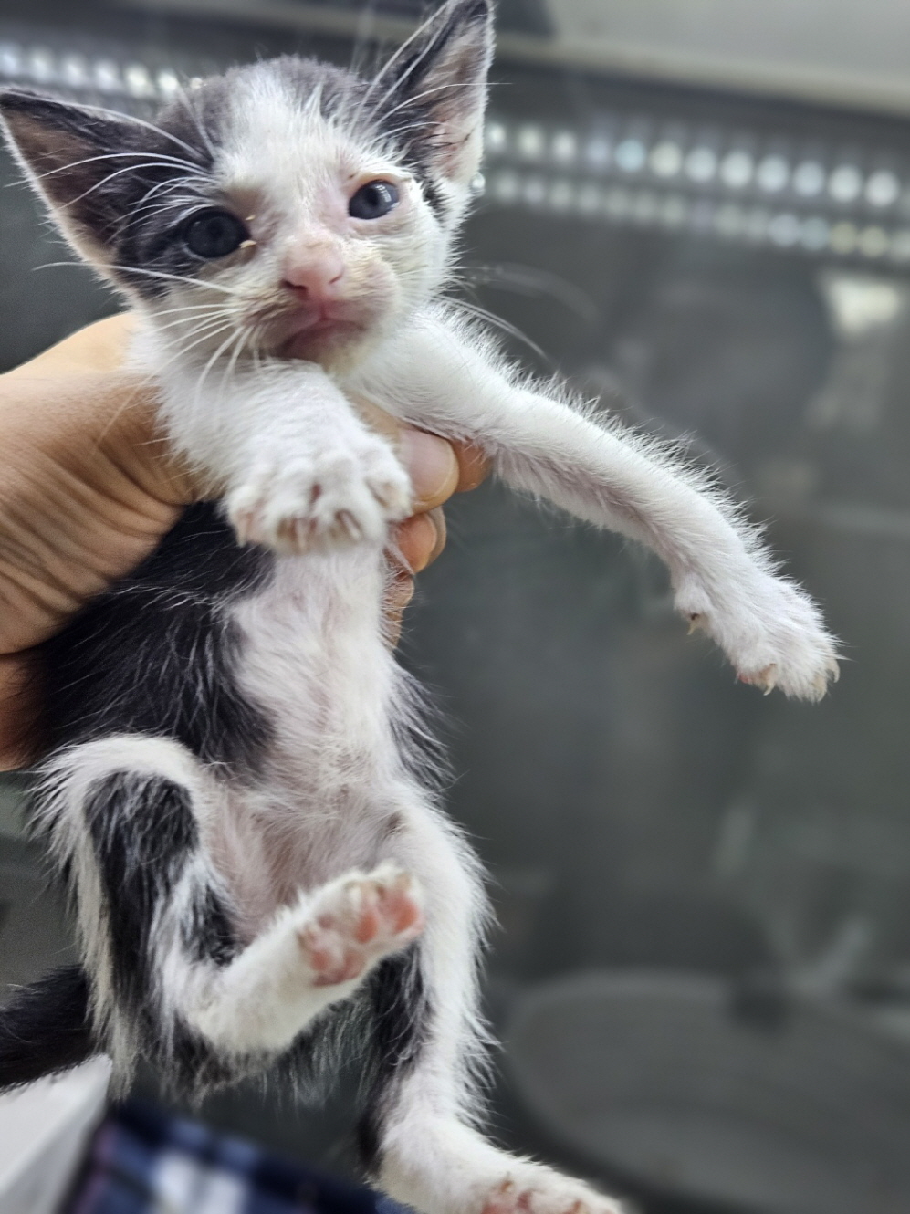 [고양이] 한국 고양이 충남-보령-2024-00439 유기동물 배경 이미지 입니다.