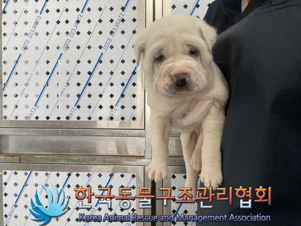 보호중 샤페이의 가…