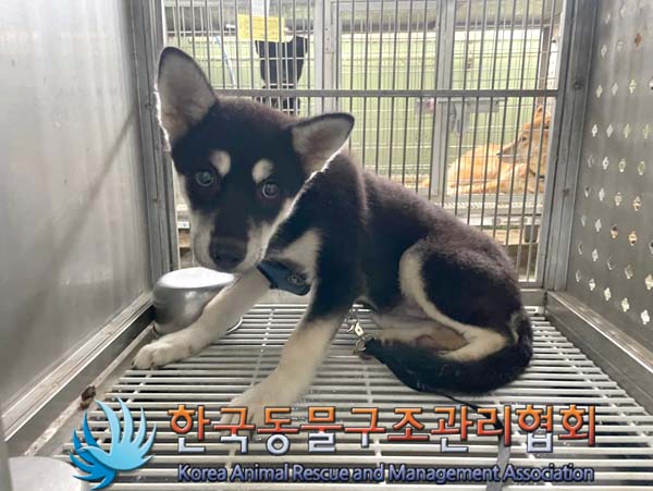 한국동물구조관리협회_441409202401206