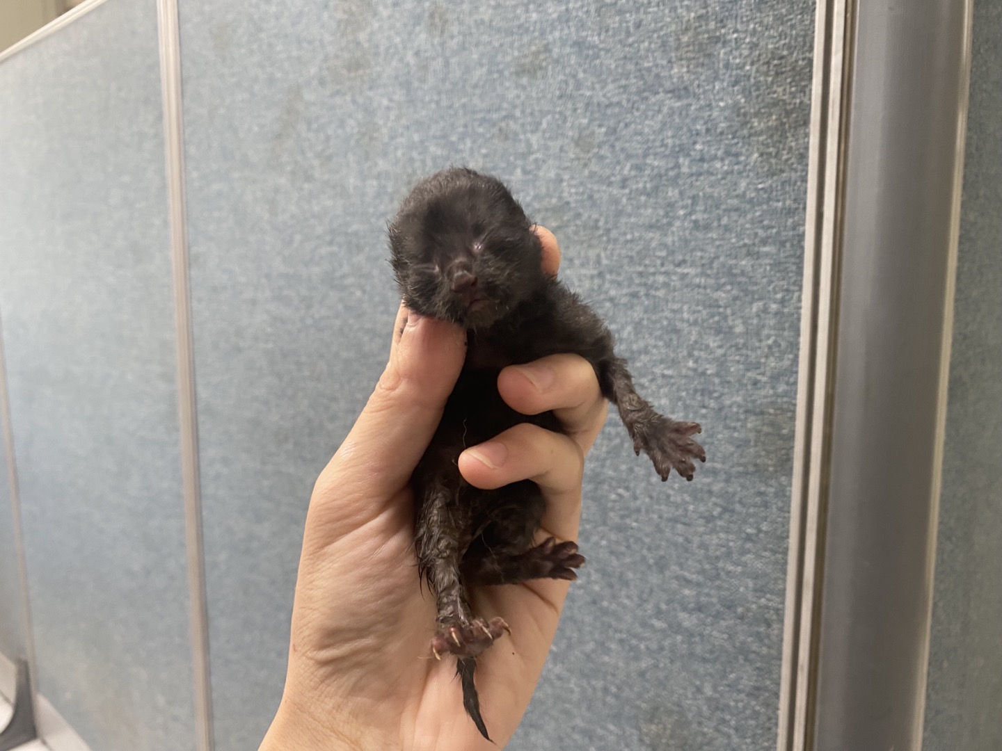 [고양이] 한국 고양이 경기-안산-2024-00650 유기동물 배경 이미지 입니다.