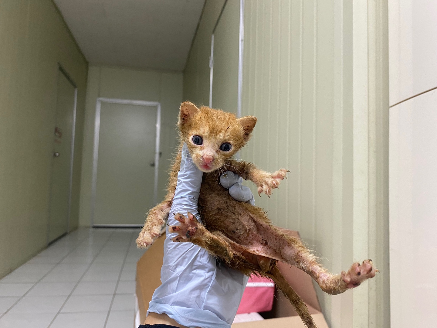 한국야생동물보호협회_441393202401525