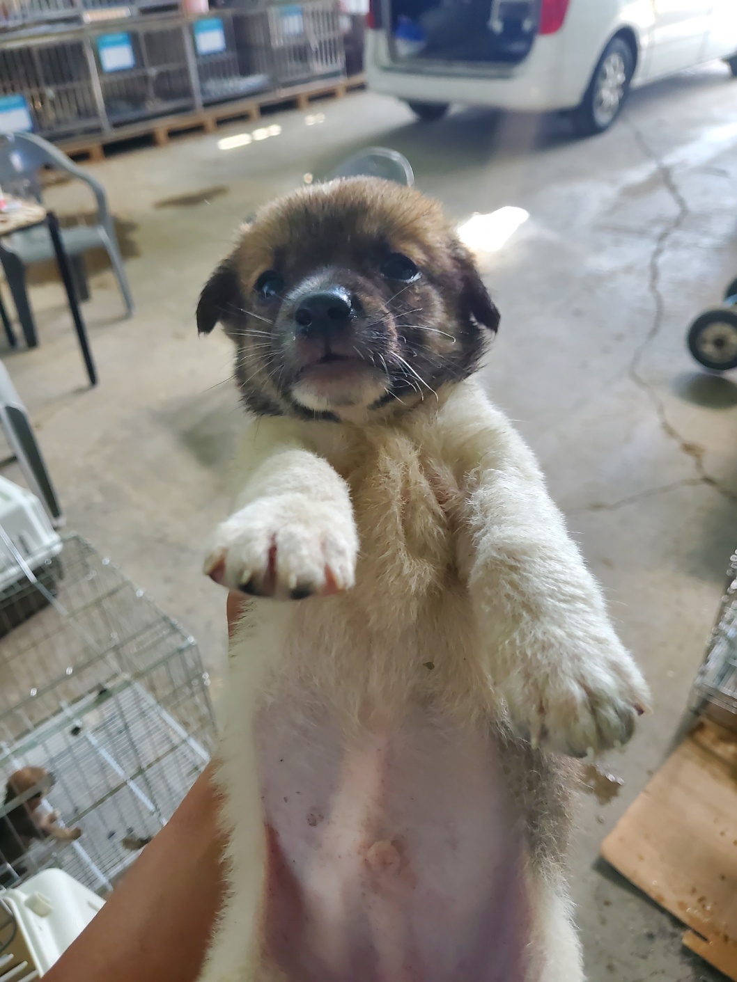 평택시유기동물보호소_441391202401956