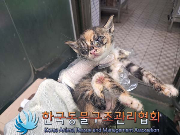 [고양이] 한국 고양이 경기-김포-2024-00589 유기동물 배경 이미지 입니다.