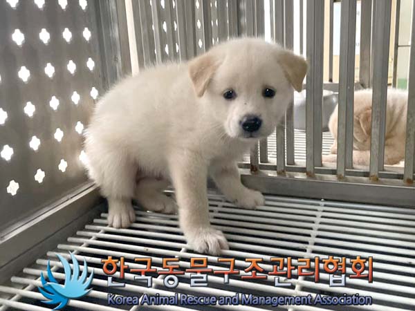 한국동물구조관리협회_411307202400370