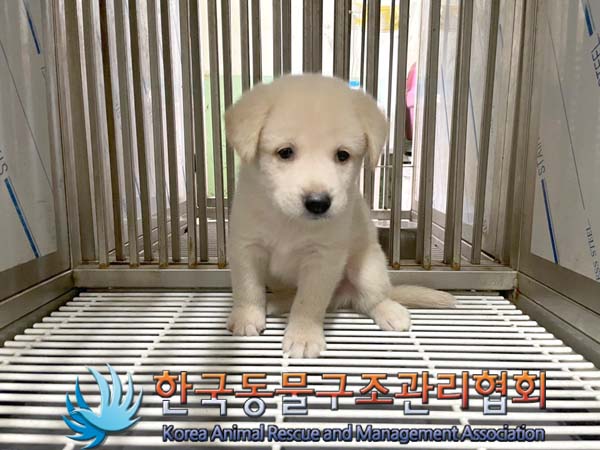 [개] 믹스견 서울-성북-2024-00119 유기동물 배경 이미지 입니다.