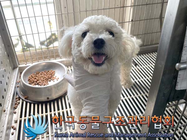 종료(반환) 비숑 …