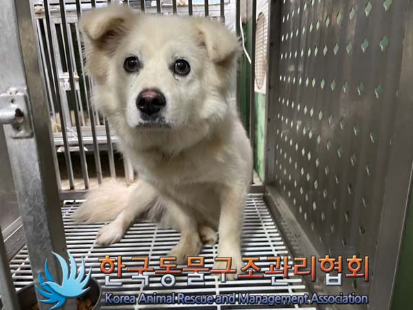 [개] 믹스견 경기-포천-2024-00674 유기동물 배경 이미지 입니다.