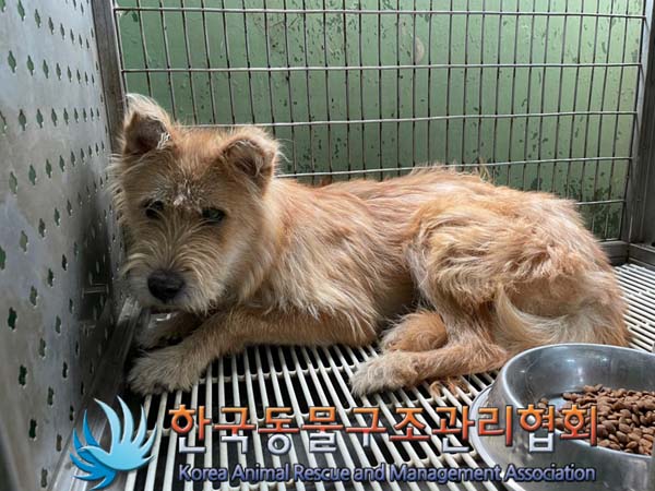 한국동물구조관리협회_441560202400832