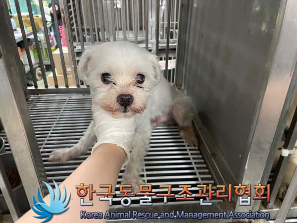 한국동물구조관리협회_441560202400835