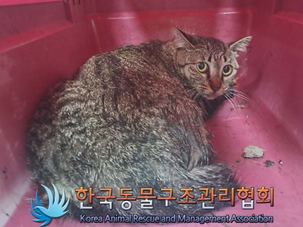 종료(안락사) 한국…