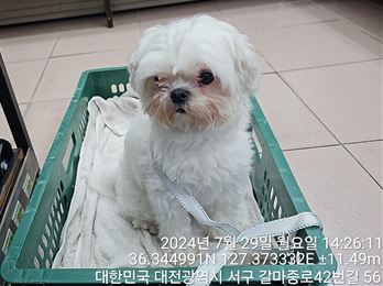 대전동물보호센터_430366202400373