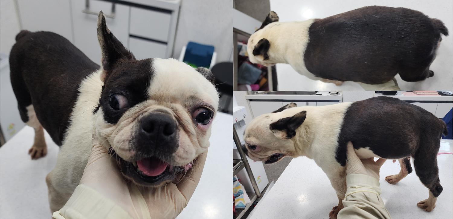 서산시 동물보호센터_444453202400966