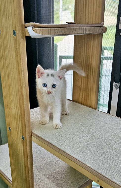 [고양이] 한국 고양이 전북-익산-2024-01077 유기동물 배경 이미지 입니다.