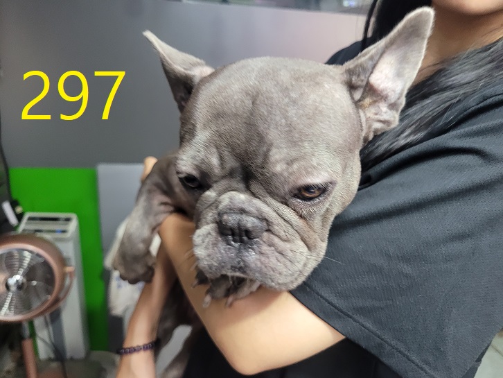 보호중 프렌치 불독…