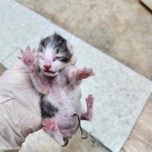 [고양이] 한국 고양이 제주-제주-2024-02214 유기동물 배경 이미지 입니다.