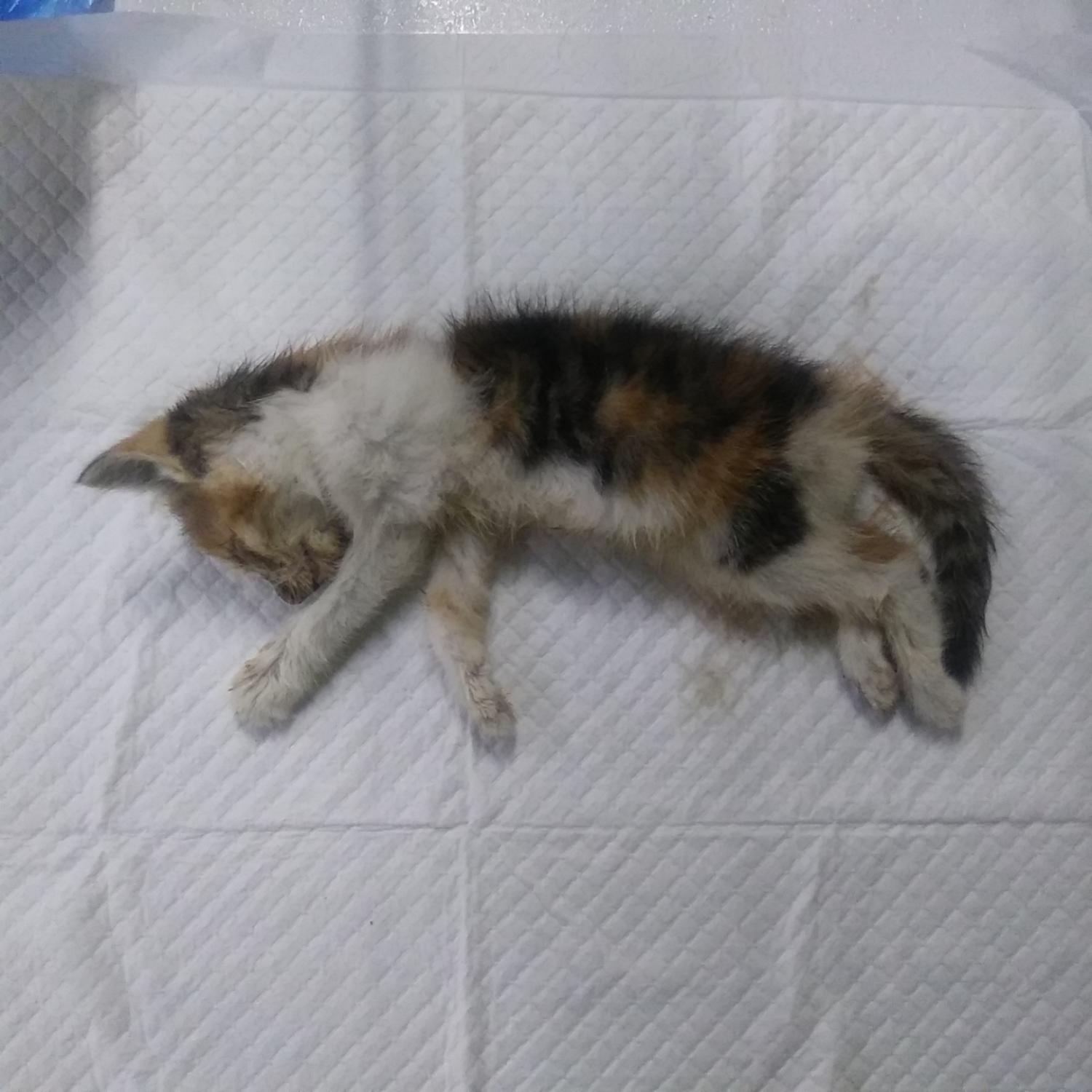 종료(자연사) 한국…